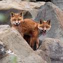 Two red fox kits snuggle after a rain.